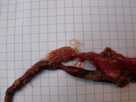 Anisakis (?) su Scomber colias - immagini splatter-